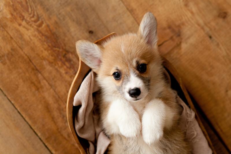 Welsh corgi pembroke